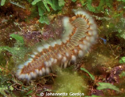 Fire worm by Johannetta Gordijn 